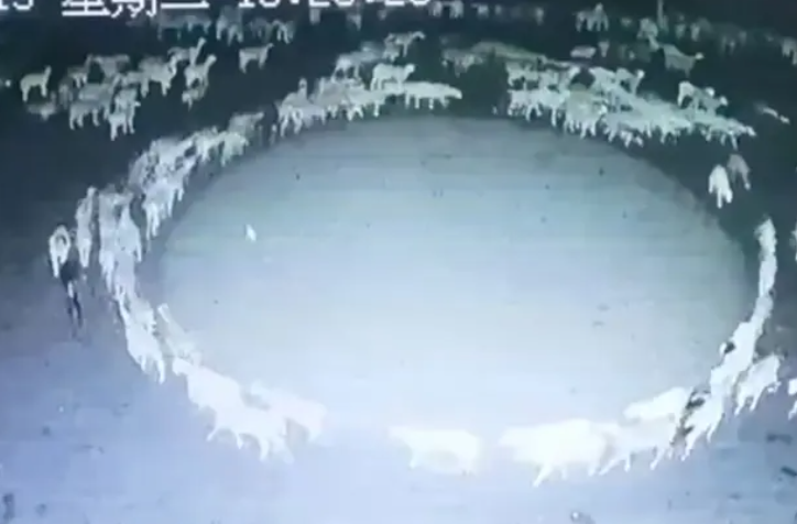 Se acaba el misterio: Esta sería la triste explicación tras las ovejas que llevan 12 días caminando sin parar