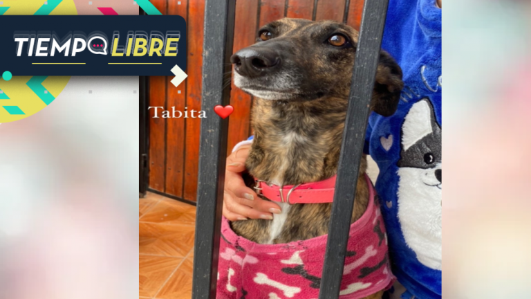 “Alguien que le entregue el mejor cuidado y amor”: Mujer de 84 años pide que acojan a su perrita