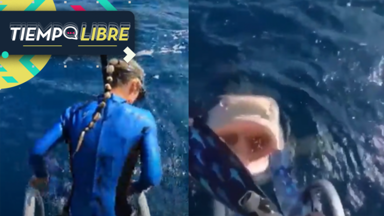 Video muestra el momento exacto que una mujer se salva de caer dentro de la boca de un tiburón