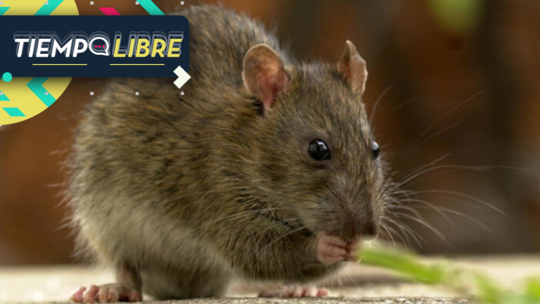 La realidad supera a la ficción: Adulto mayor encontró una rata gigante en su jardín y la llamó “Ratzilla”