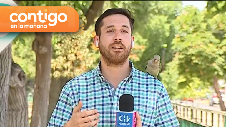 “Se robó mi audífono”: Periodista fue “asaltado” por un loro durante despacho en vivo
