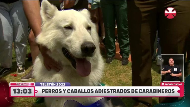 “Esta actividad nos motiva a todos”: Carabineros realizó un adorable espectáculo canino