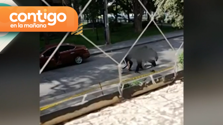 Delincuentes encañonaron a carabinero de civil para robar su vehículo: Recibió golpes y patadas