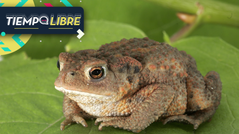 “No chupar sapos”: La particular advertencia que hizo Estados Unidos a sus ciudadanos