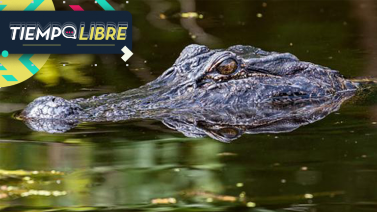 Cocodrilo atacó y devoró a un niño de 8 años: familia pide sacrificarlo para recuperar los restos