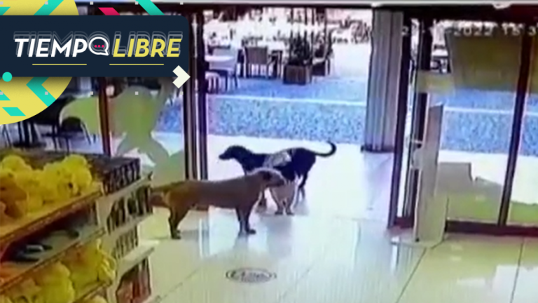 Video captó el momento exacto que una banda de perros se unió para robar una tienda de juguetes