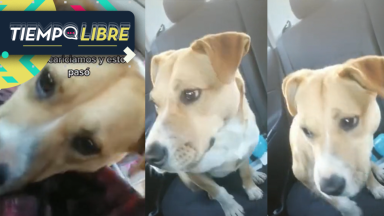 “Se adoptó solo”: Perrito se subió a un auto luego de que unos jóvenes le hicieran cariño