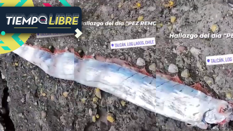 ¿Próximo terremoto? Captan nuevo pez remo en Chile: medía cuatro metros y medio