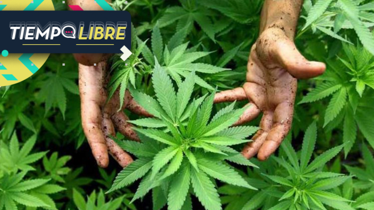 Según estudio: La marihuana provocaría los mismos daños que el cigarro