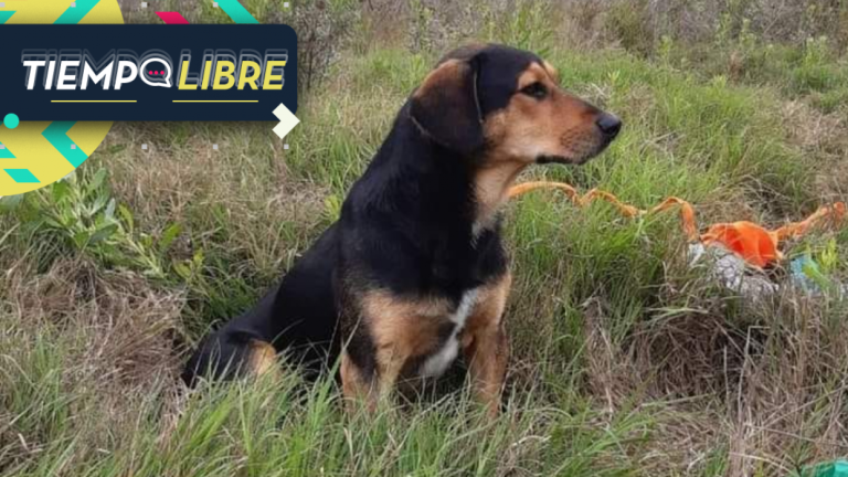 “Peluchín”: El perrito que todavía espera en la calle a dueño que falleció