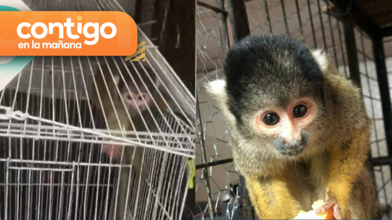 Operativo antidroga encontró un mono ardilla maltratado en casa de narcotraficantes
