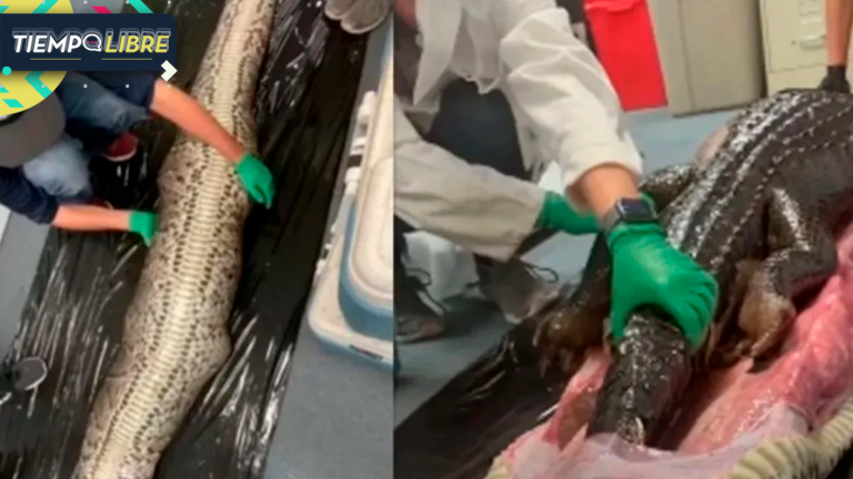 Encuentran a una pitón que se tragó un caimán de metro y medio: fue su última comida