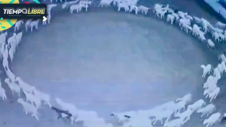 Video: Intriga por cientos de ovejas que han estado caminando en círculo sin parar desde hace 12 días