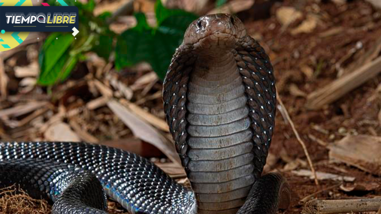 Cobra murió luego de ser mordida dos veces por un niño de ocho años