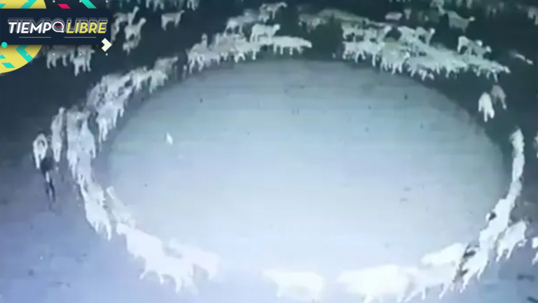 ¿Fin al misterio? Revelan supuesto motivo por el que las ovejas llevarían días caminando en círculo