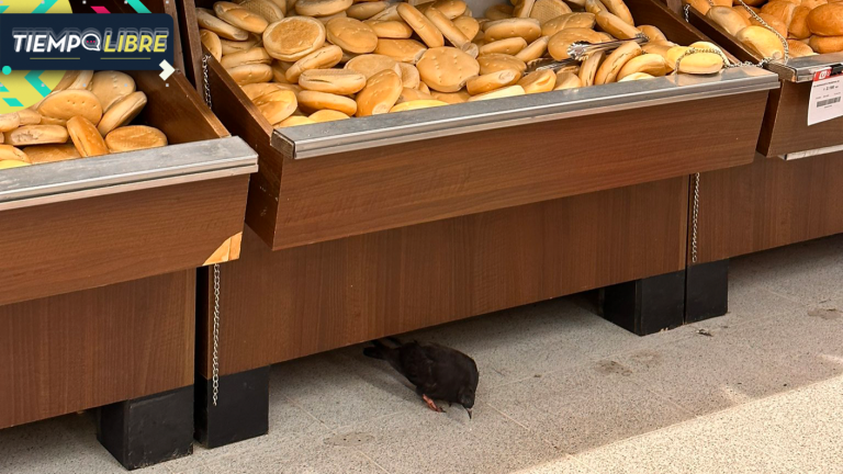 Nuevamente en la mira: Encuentran fecas de paloma en el mismo supermercado del panadero que se lamía las manos