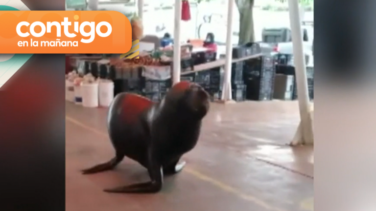 Lobo marino destruyó puestos en la Feria Fluvial de Valdivia: Locatarios exigen medidas