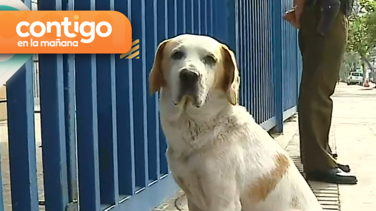 El Hachiko de la PAES: Perrito se hizo viral al esperar a su dueño a la salida de liceo en La Florida