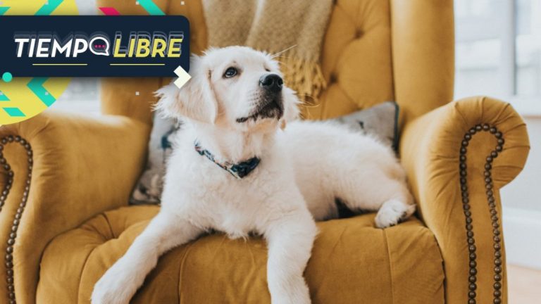 ¡Insólito! Le prendió fuego a un perro como forma de venganza contra su ex pareja