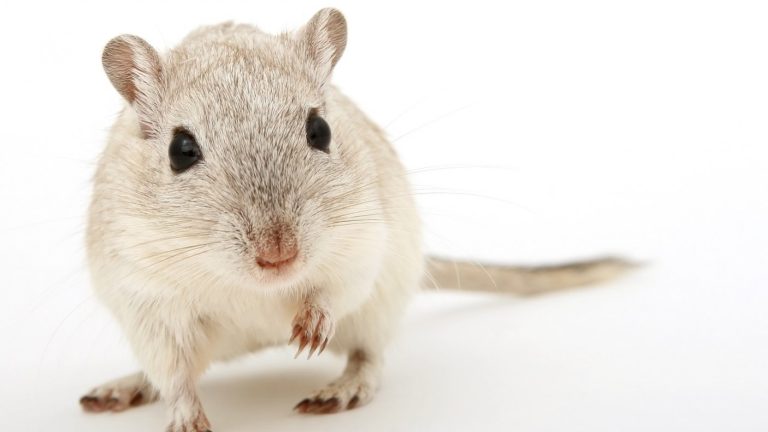 Estudio descubre que las ratas tienen ritmo al igual que los humanos: Les gusta Lady Gaga y Michael Jackson