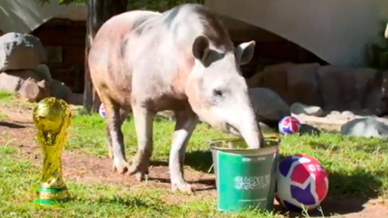 ¡El nuevo oráculo mundialero! Tapir Manolo logró predecir derrota de Argentina ante Arabia Saudita