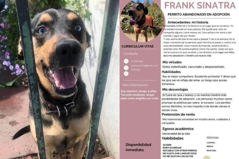 Frank Sinatra está en adopción: Perrito abandonado en una casa tiene su propio CV y solo pide 