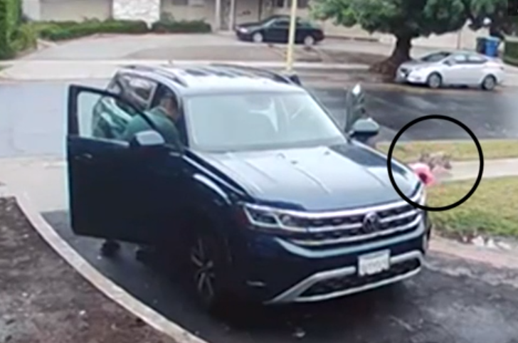 En cosa de segundos: Captan momento exacto en que coyote atacó a una niña de 2 años