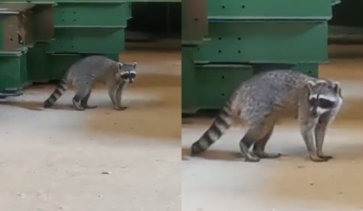Ya está en manos del SAG: Mapache llegó como polizón en un barco al puerto de Iquique