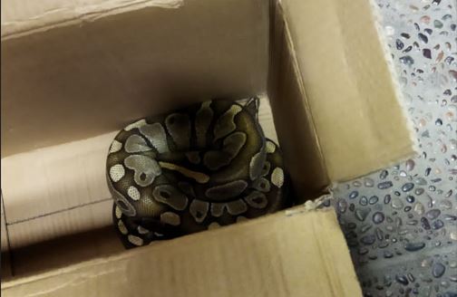 Desató caos y crisis de pánico: Familia se encontró con enorme serpiente dentro de su departamento en Macul