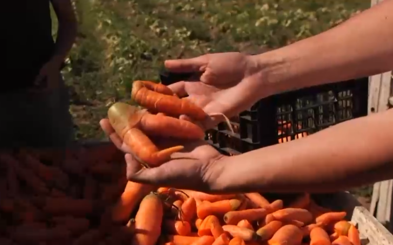 La ruta de los alimentos 