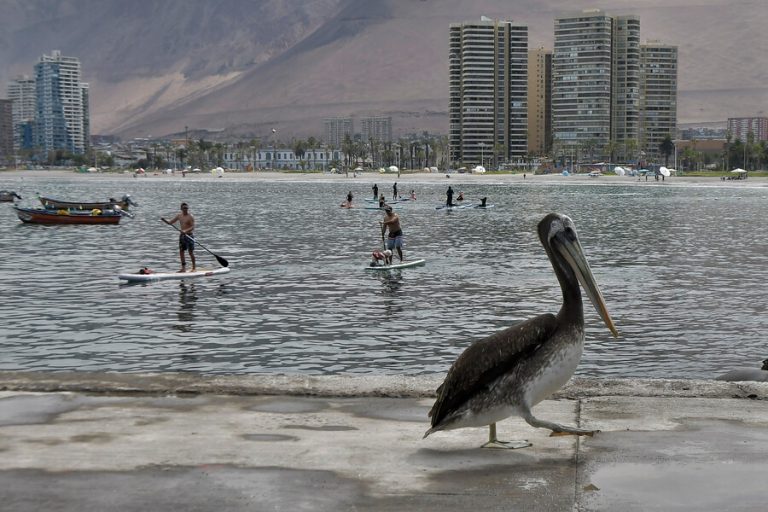 La condición del tiempo atmosférico influye en la propagación de la gripe aviar