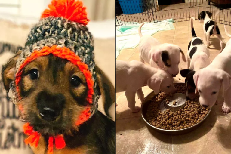 Dos no lograron sobrevivir: Camión que transportaba 40 perritos para ser adoptados se volcó en carretera