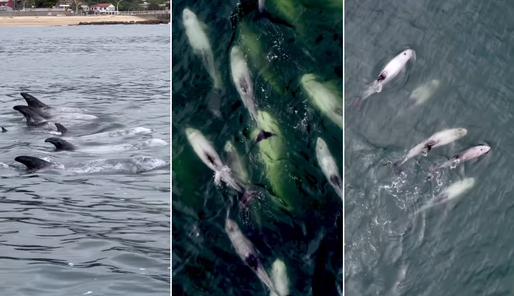 Avistan delfines en costas de Chile: Biólogo explica fenómeno y entrega recomendaciones para no ahuyentarlos
