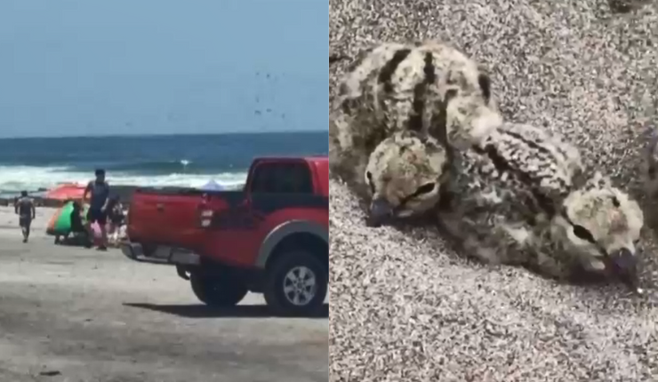 Vehículos estacionados en playas, un peligro para el ecosistema: Ruedas provocan graves daños a flora y fauna