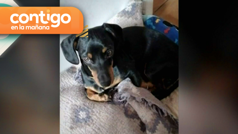 Desesperada búsqueda: Delincuentes robaron una casa y se llevaron a la mascota de la familia