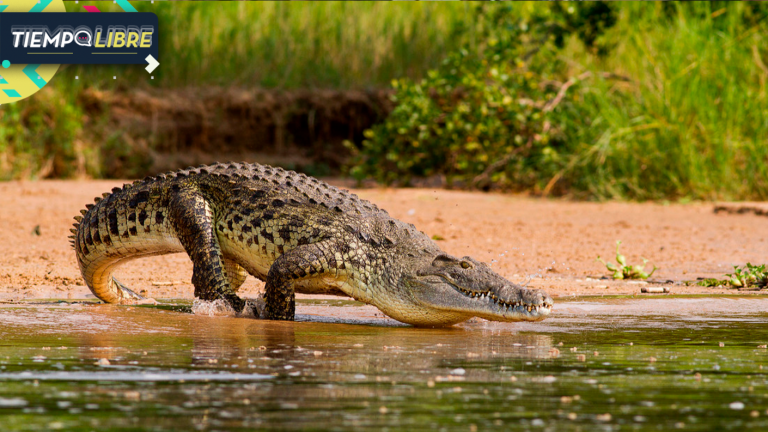 Menor de un año fue devorado y arrastrado al mar por un cocodrilo frente a su padre