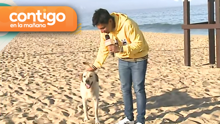 “Fue el único que escuchó mi llamado”: Perrito salvó el despacho de Juan Pablo Queraltó