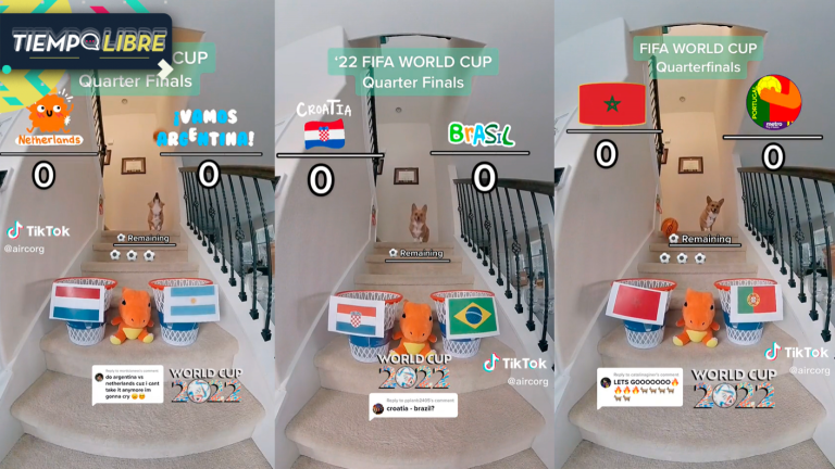 A lo pulpo Paul: Perrito se vuelve viral por predecir los partidos de cuartos de final del Mundial de Qatar