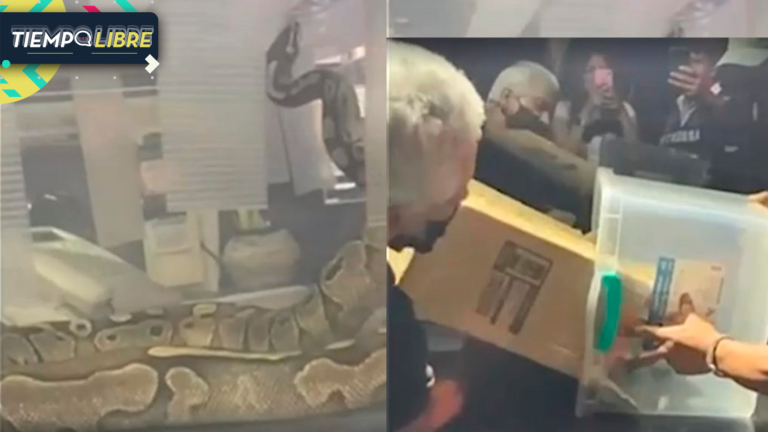 ¡De terror!: Pitón apareció en un departamento en Macul y generó pánico entre los residentes