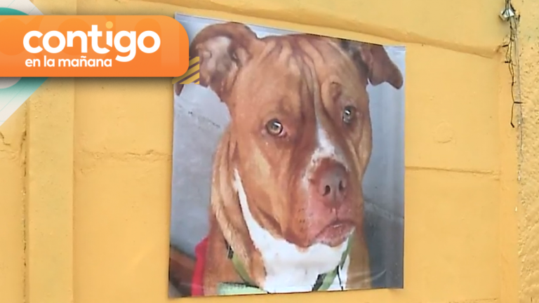 Familia en disputa con veterinario: Denuncia que perrita murió por supuesta negligencia