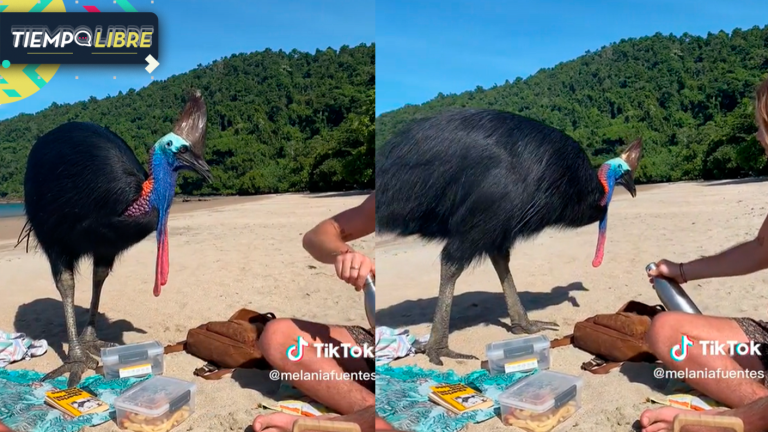 Joven se graba con ave exótica en Australia sin saber que se trata de la más peligrosa del mundo