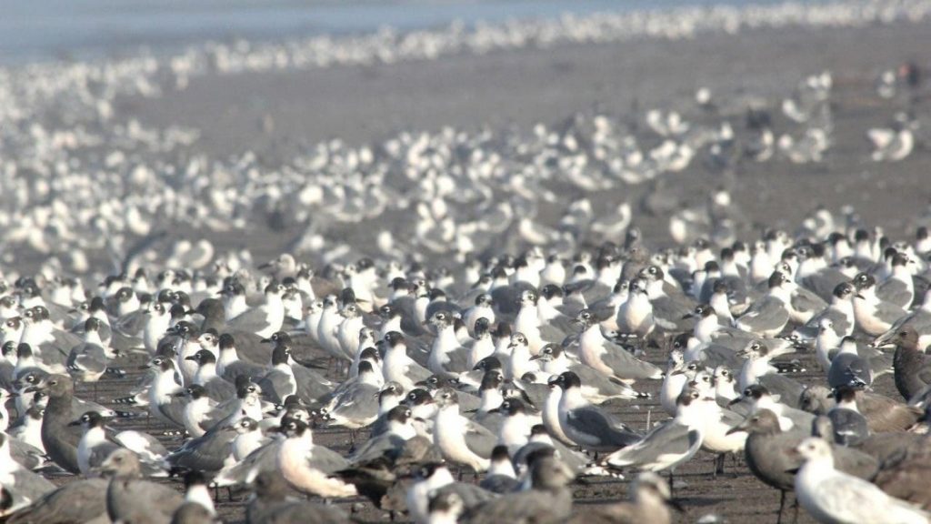 ¿Influye el tiempo atmosférico en la propagación de la gripe aviar?