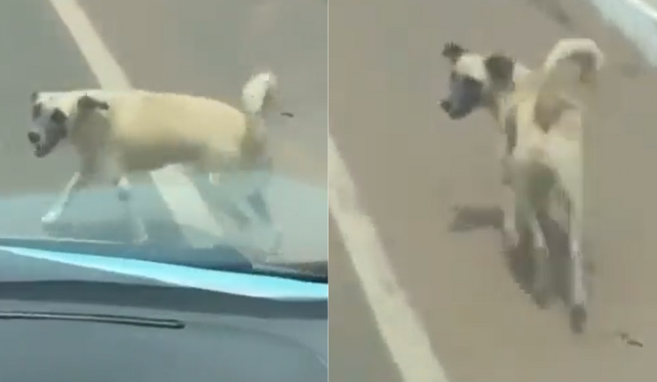 Imágenes conmovedoras: Perrito se volvió viral tras perseguir ambulancia que trasladaba a su dueño