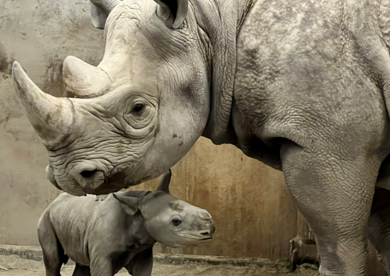 Solo quedan 740 en estado salvaje: Nace tierna cría de rinoceronte negro en peligro de extinción