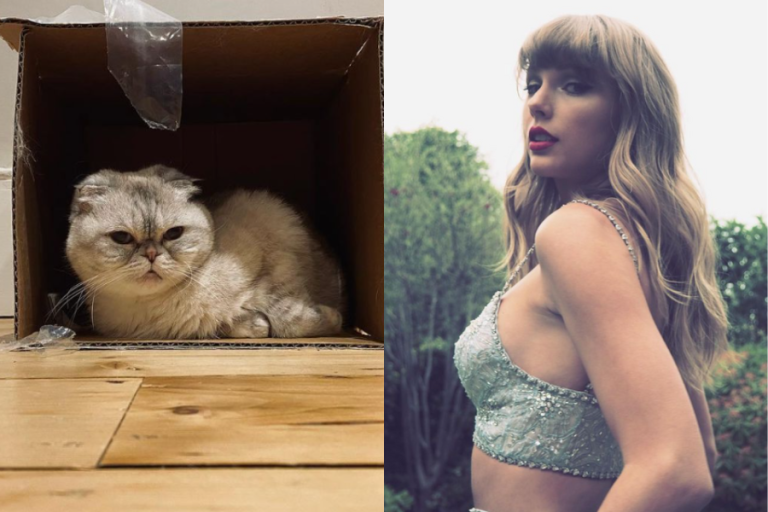 Uno nuevo récord: Gata de Taylor Swift es la tercera mascota más millonaria del mundo con esta insólita cifra