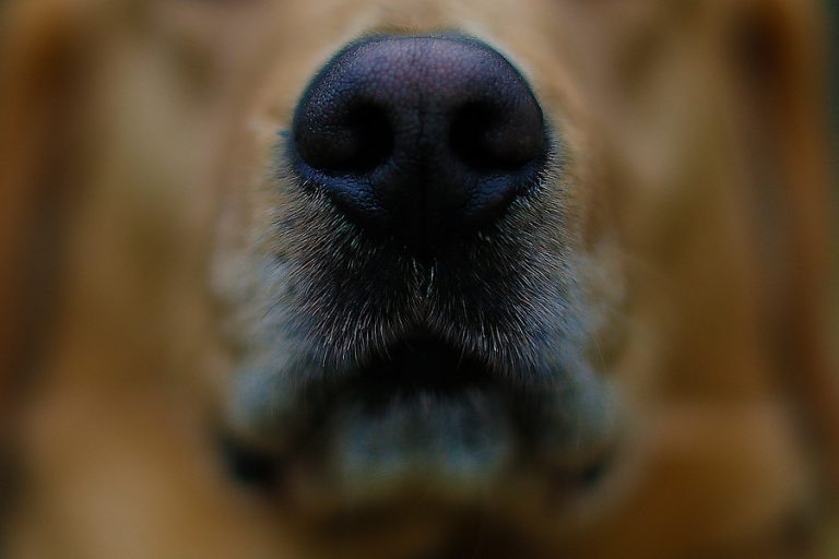 Ataque de perro dejó a joven de 20 años muerta: Policía capturó a siete canes sospechosos