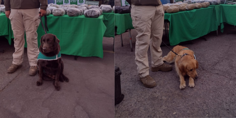 Elvis y Hulk: Los intrépidos perros policiales que detectaron 90 kilos de droga