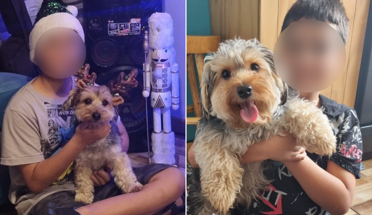 La angustiosa búsqueda de una mamá por el perrito de su hijo con TEA: 