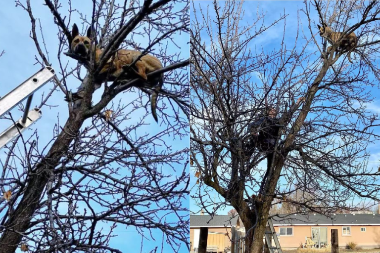 Una traviesa: Perrita persiguió una ardilla, terminó en la copa de un árbol y debió ser rescatada por bomberos