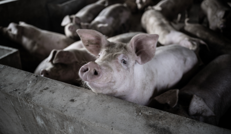 Cerdo mató a carnicero que intentaba sacrificarlo en China: Le 